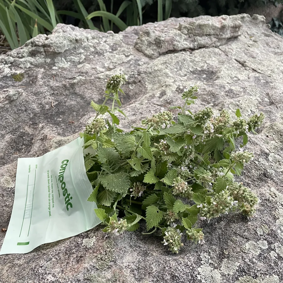 An open bag of fresh catnip resting on a lichen-covered boulder