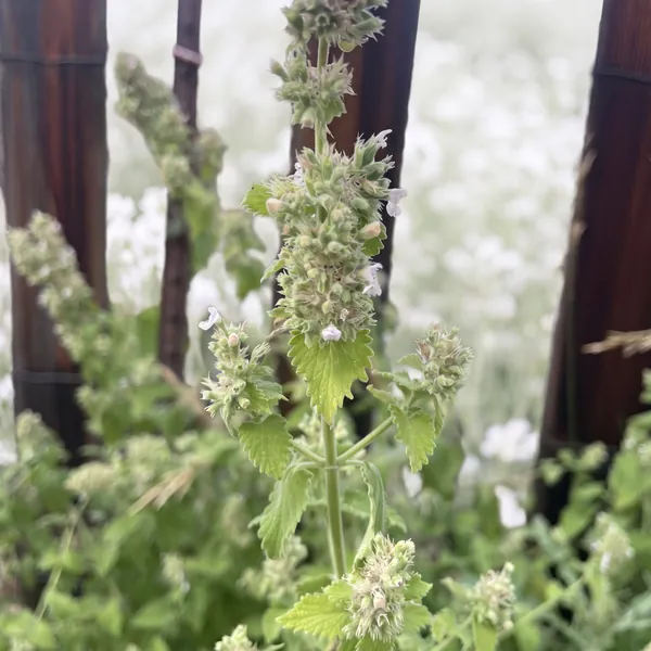 Close-up of a flowering catnip stalk with pale purple blossoms