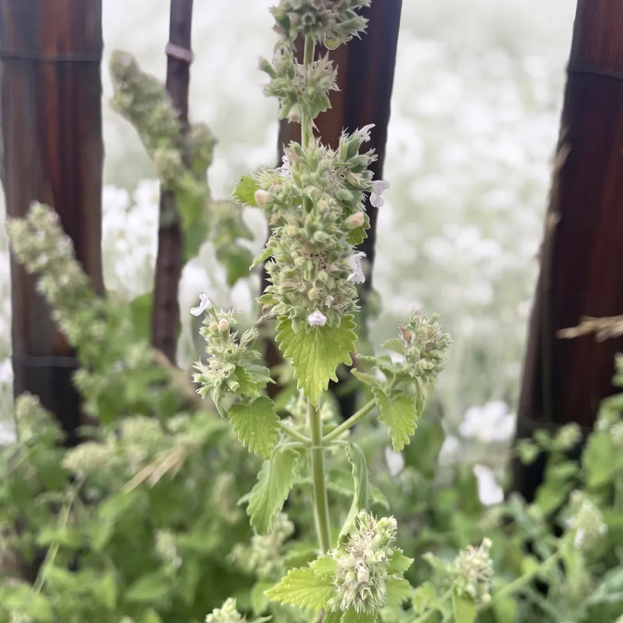 Flowering catnip growing in a Golden, Colorado garden