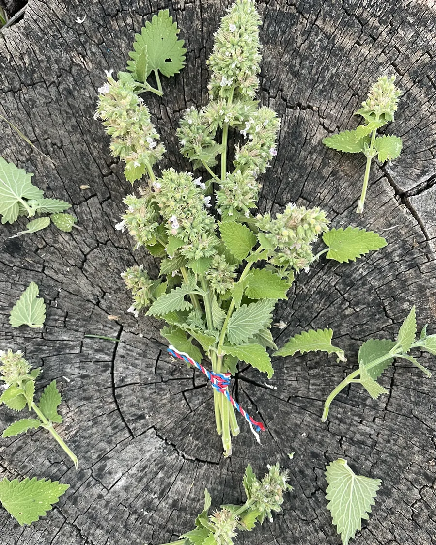 A tied bundle of freshly harvested flowering catnip laid on a weathered tree stump