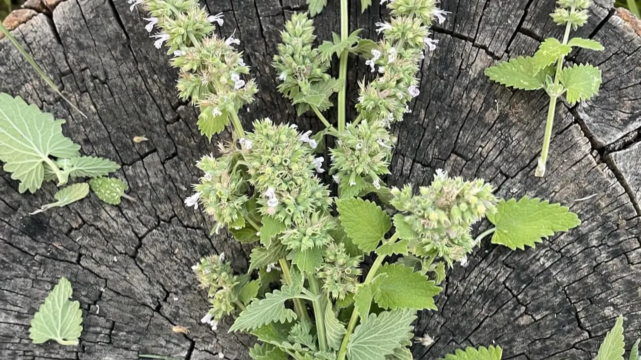 Freshly harvested catnip sprigs with flower heads laid out on a tree stump