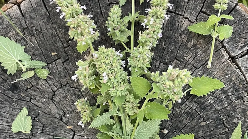 Freshly cut catnip sprigs spread across a tree stump