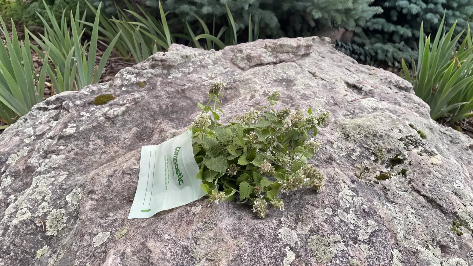 A bag of fresh Cowboy Catnip spilling green catnip sprigs onto a lichen-covered Colorado boulder